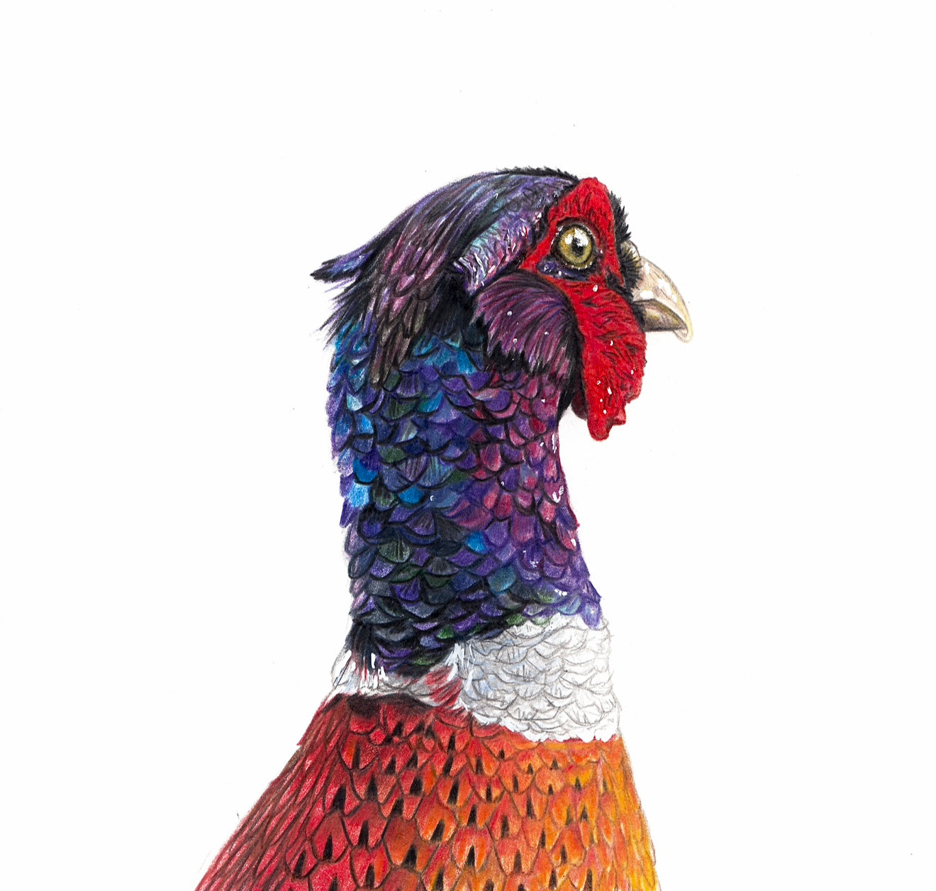 Pheasant - Mini British Wildlife Collection