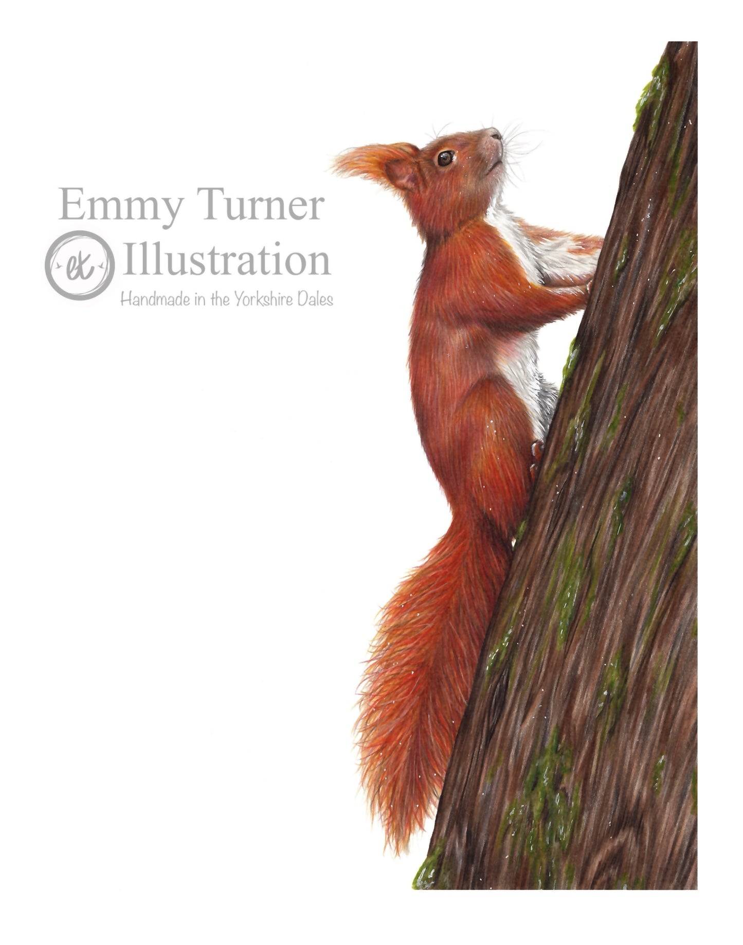 Red Squirrel Limited Edition Print
