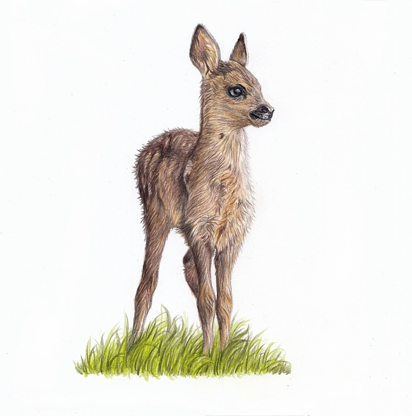 Baby Deer - Mini British Wildlife Collection