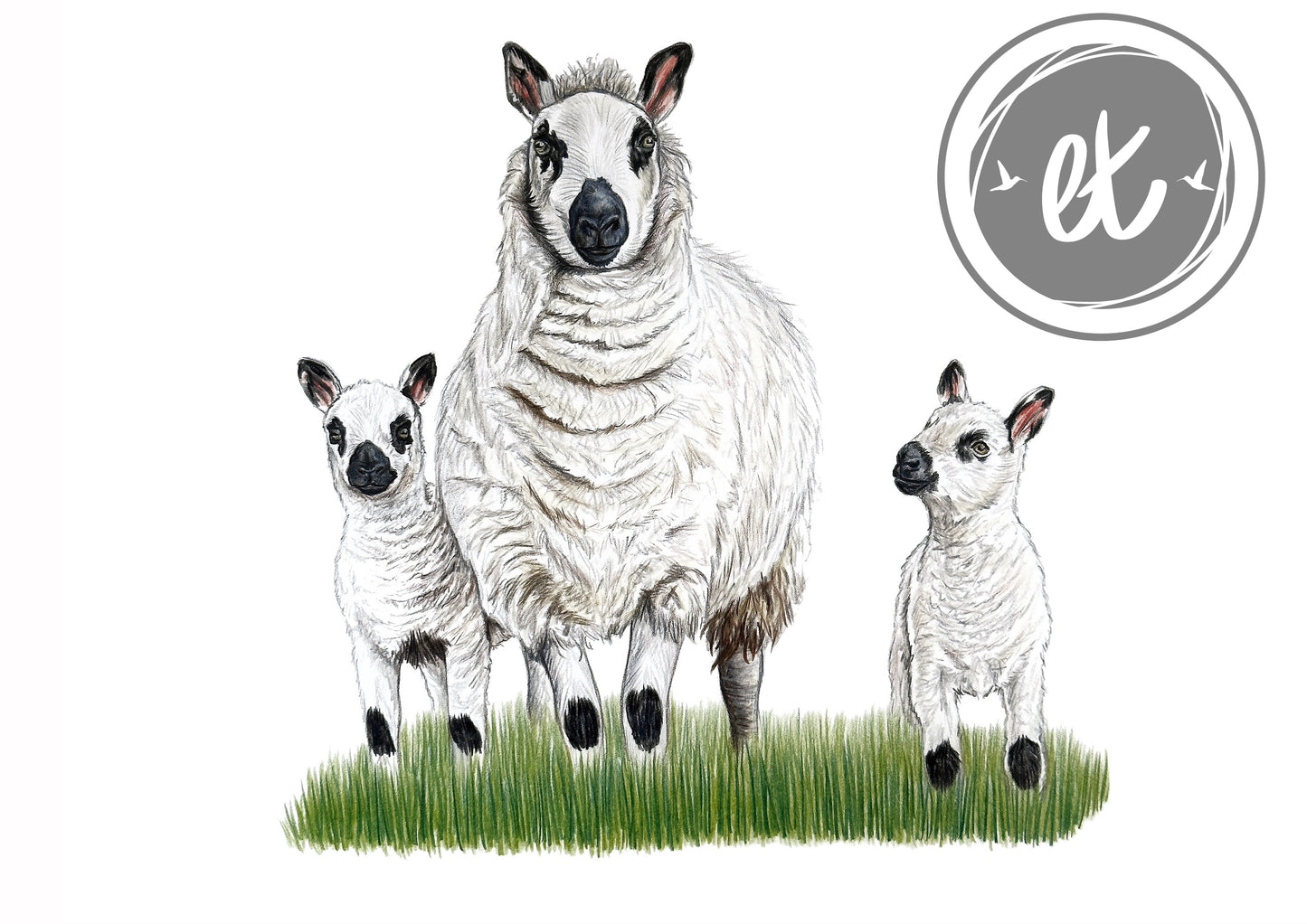 Kerry Hill Sheep Print