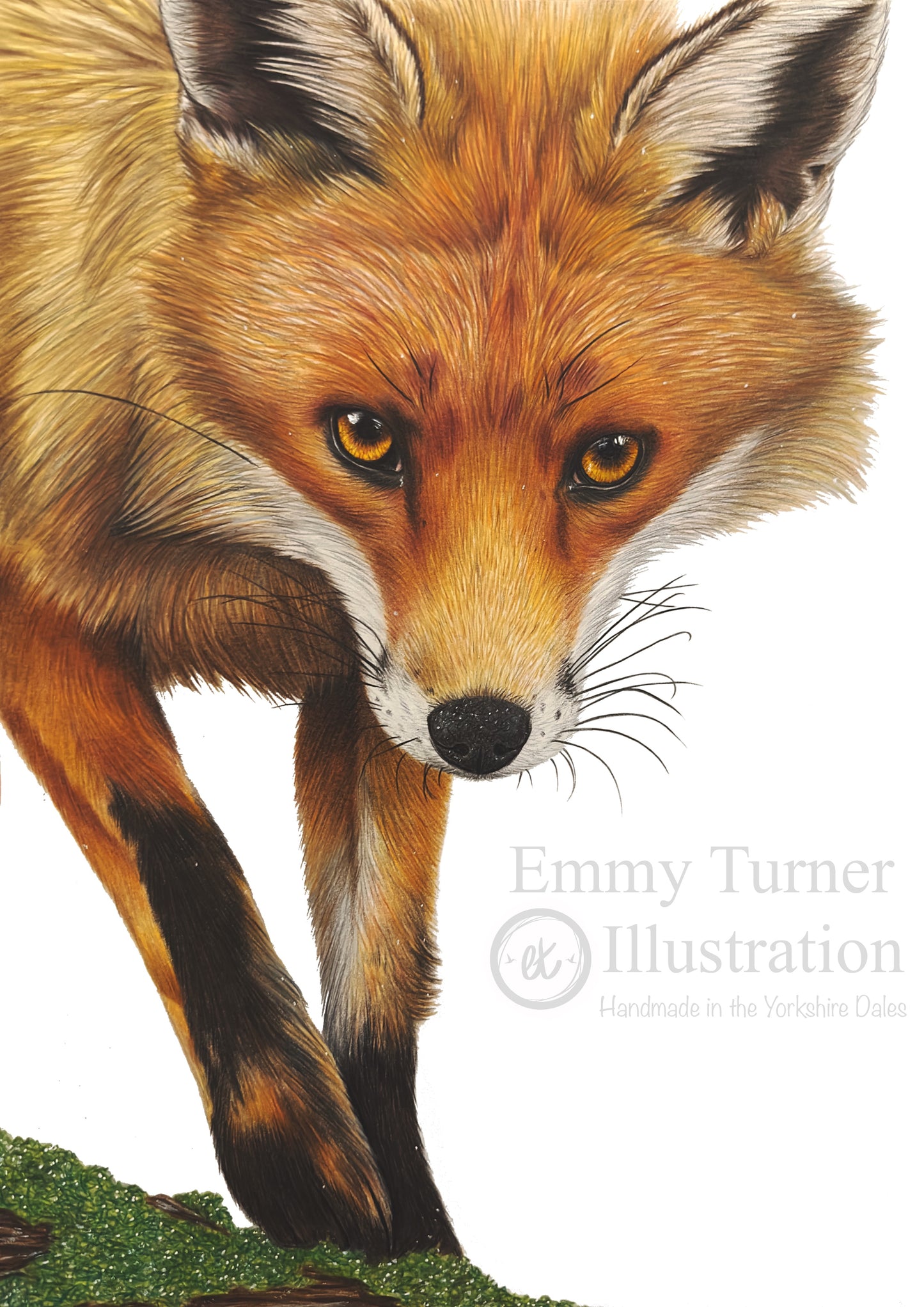 Fox Limited Edition Print