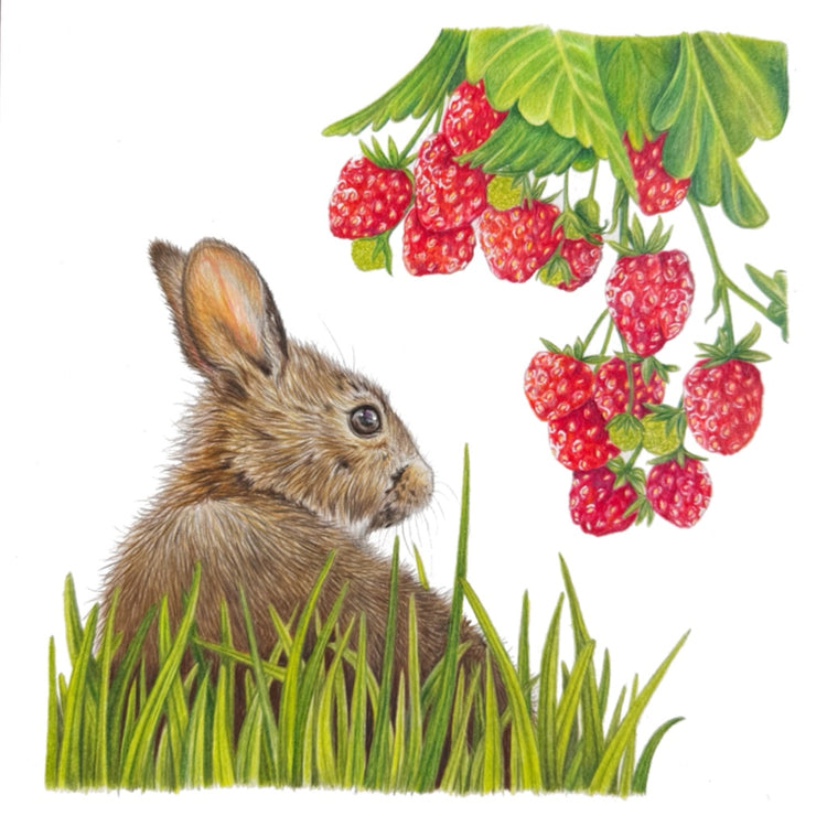 Summer Berries Collection