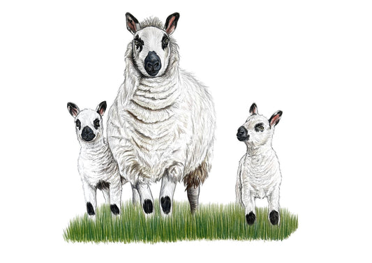 Kerry Hill Sheep and Lambs Original - Framed