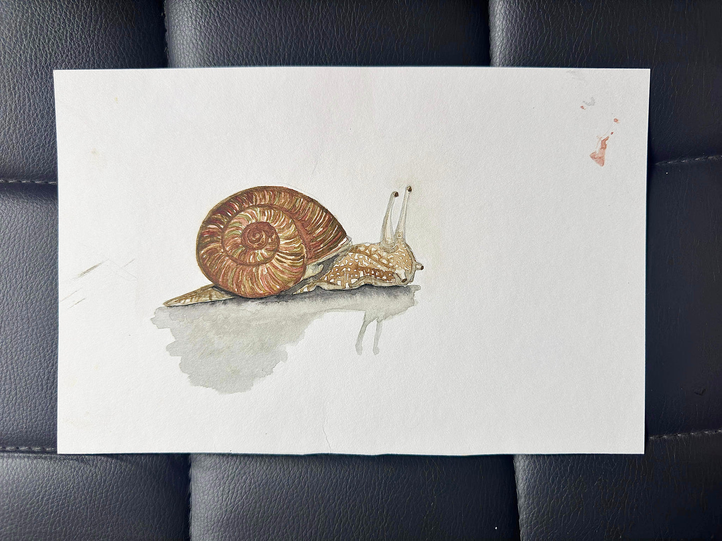 Original Snail 2016