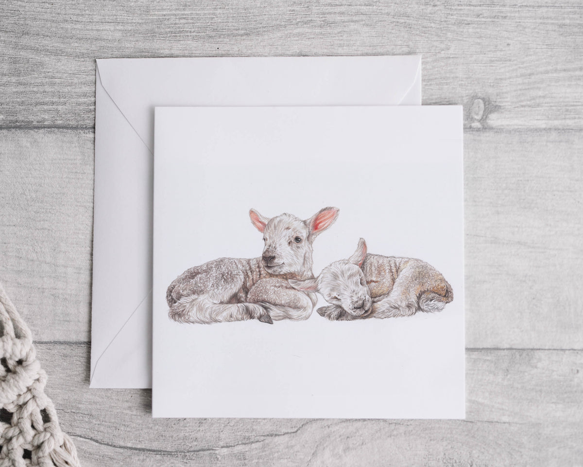 Lambs card