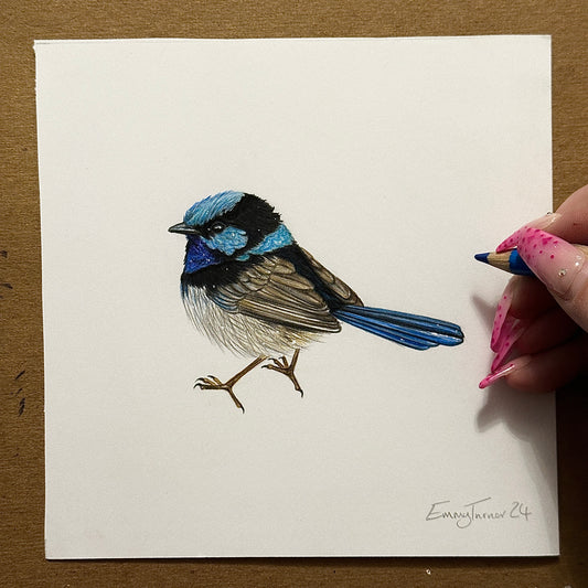 Superb Fairywren Original