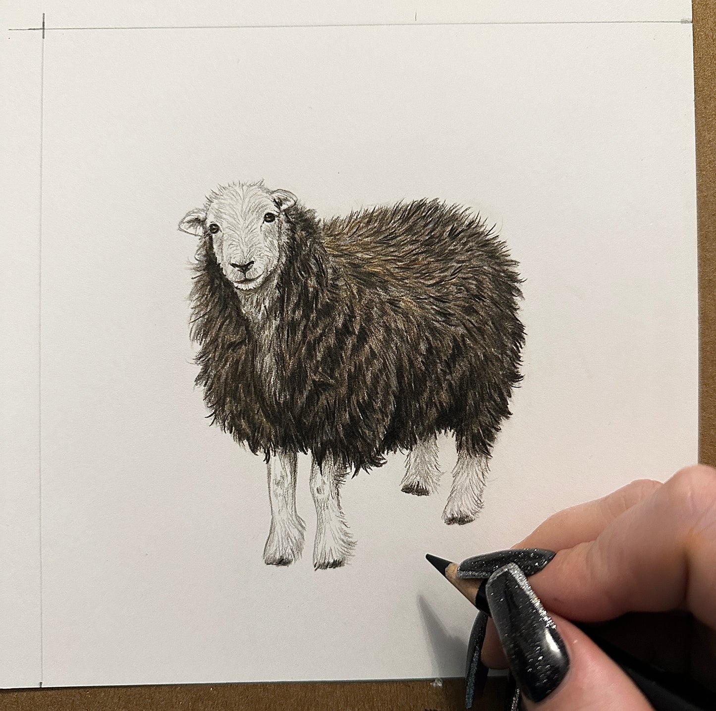 Original Herdwick Sheep