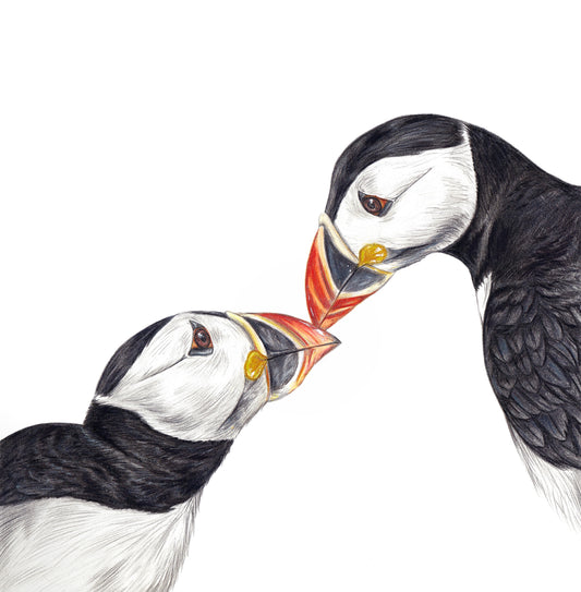 Puffin Original - Framed