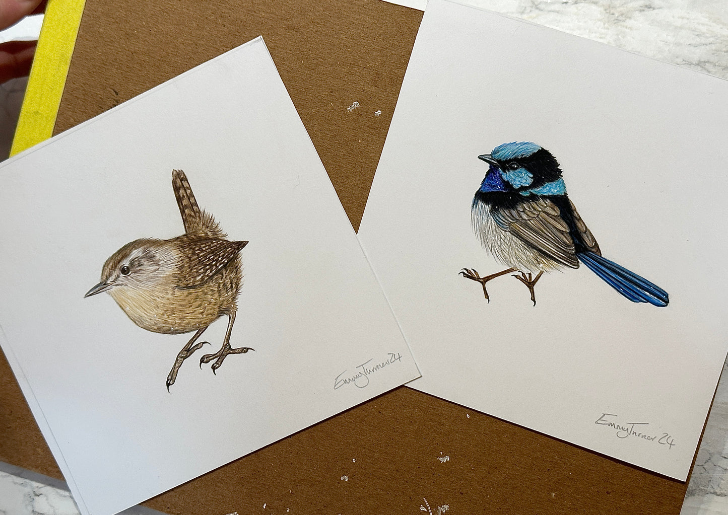 Superb Fairywren Original