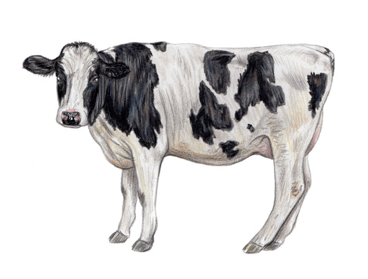 Holstein Cow Original