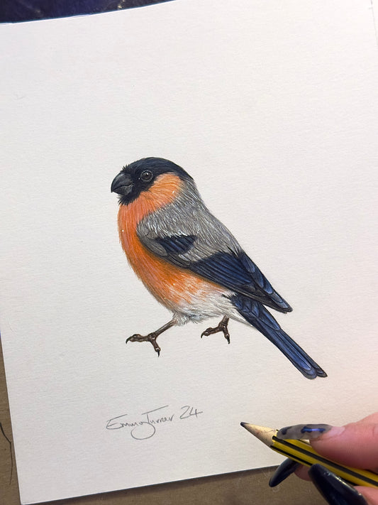 Bullfinch - Mini British Birds Collection