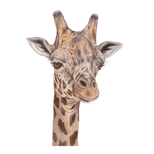 Giraffe Original - Framed