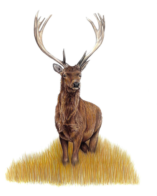 Stag Original