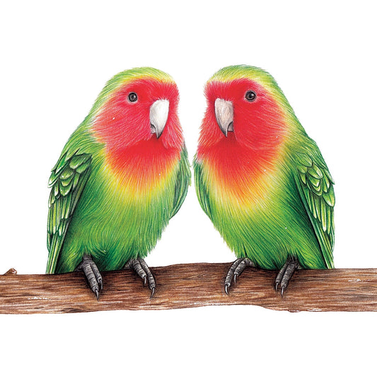 Love birds Original