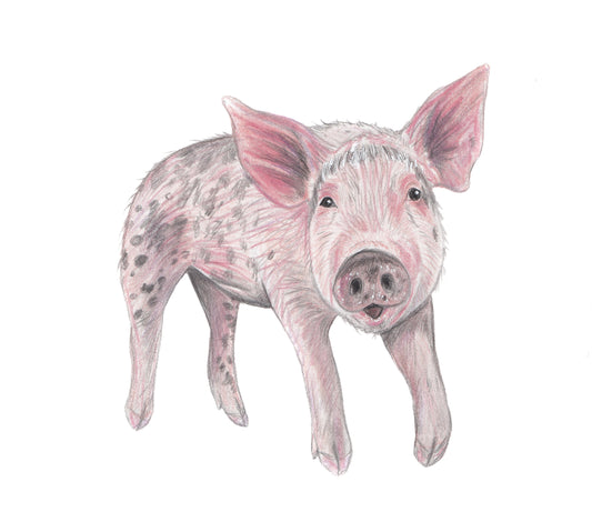 Pig Original