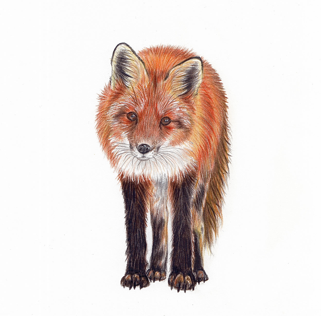 Fox - Mini British Wildlife Collection