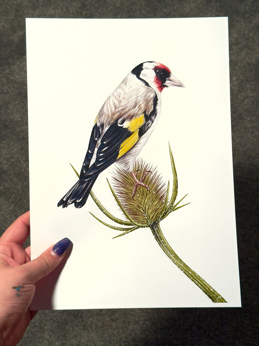 Goldfinch Print
