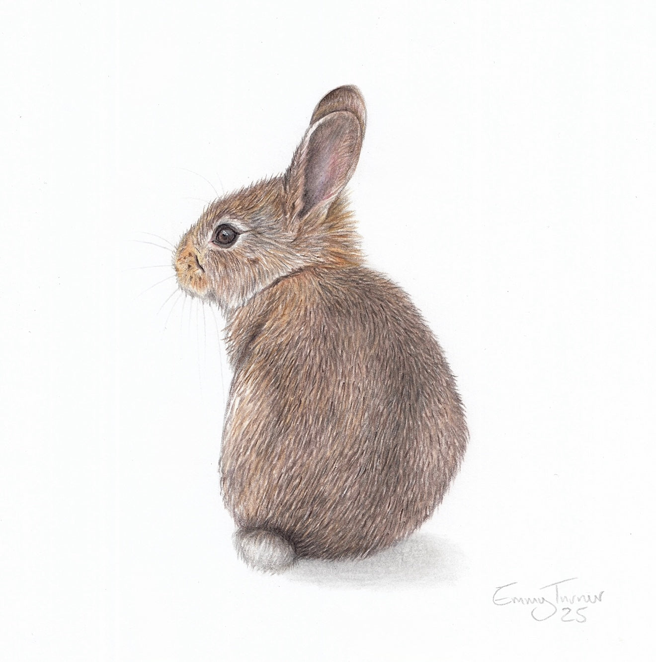 Bc Wild Rabbit Wild Rabbit - Mini British Wildlife Collection – Emmy Turner Illustration