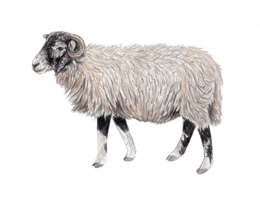 Original Sheep