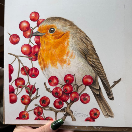 British Robin Medium Original
