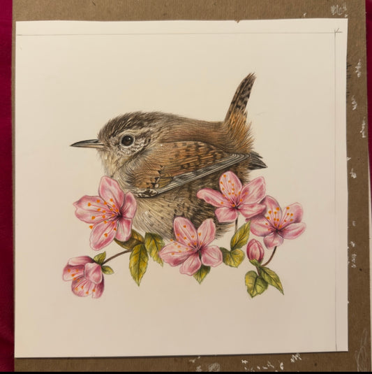 Wren Medium Original