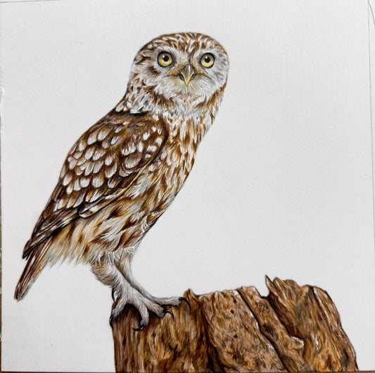 Owl Original