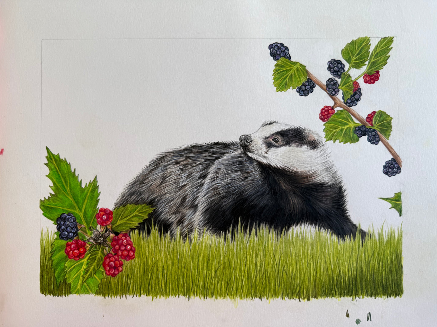 Blackberry Badger Original