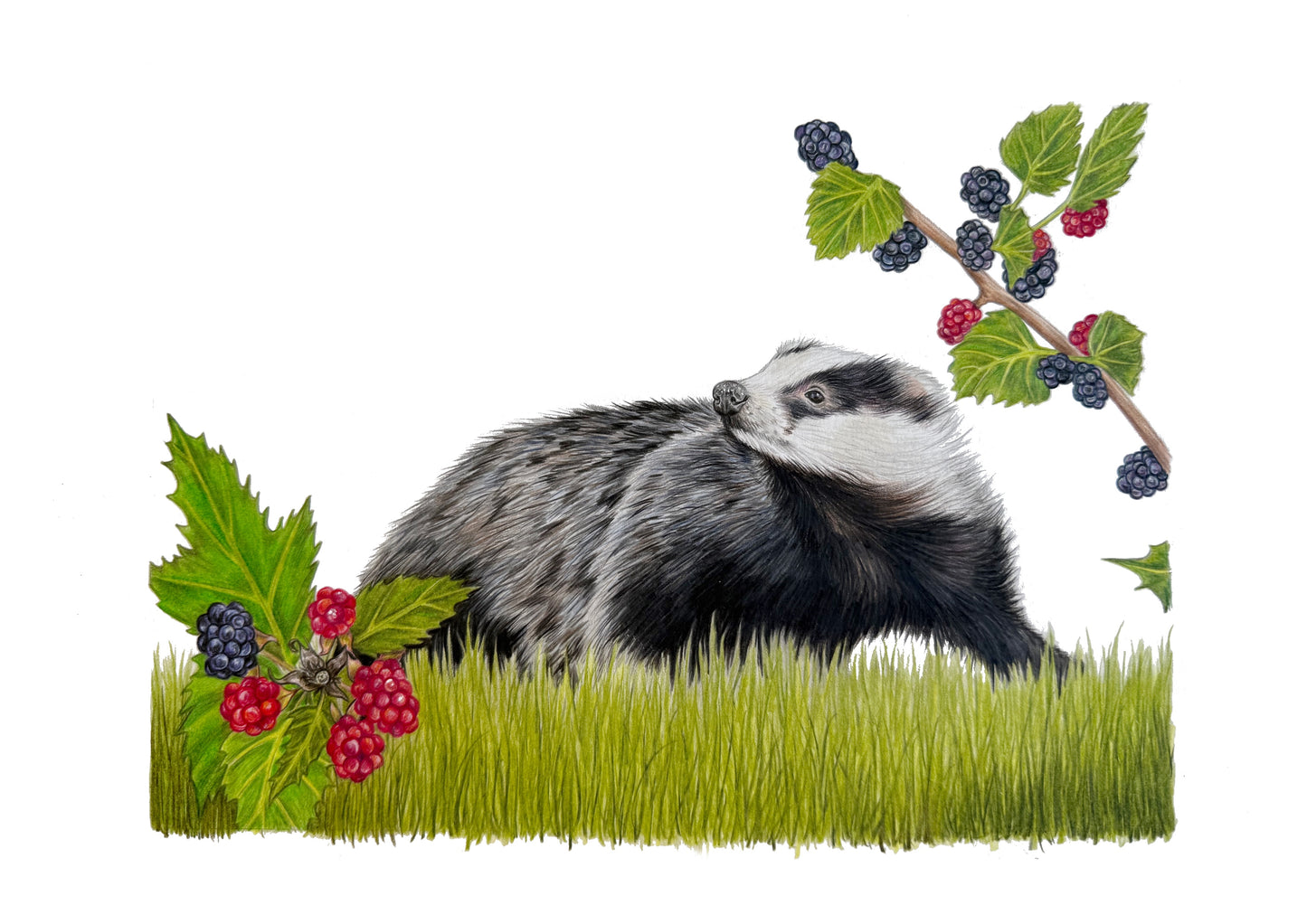 Blackberry Badger Limited Edition Print