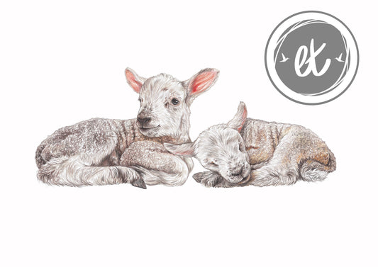 Lambs Print