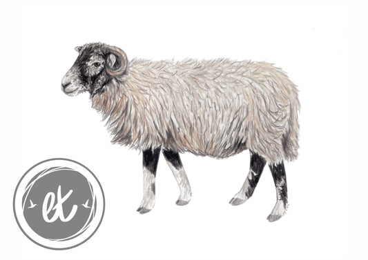 Swaledale Sheep Print