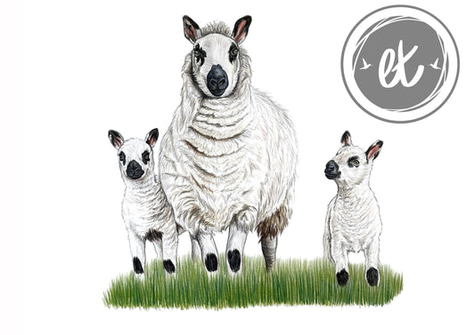 Kerry Hill Sheep Print