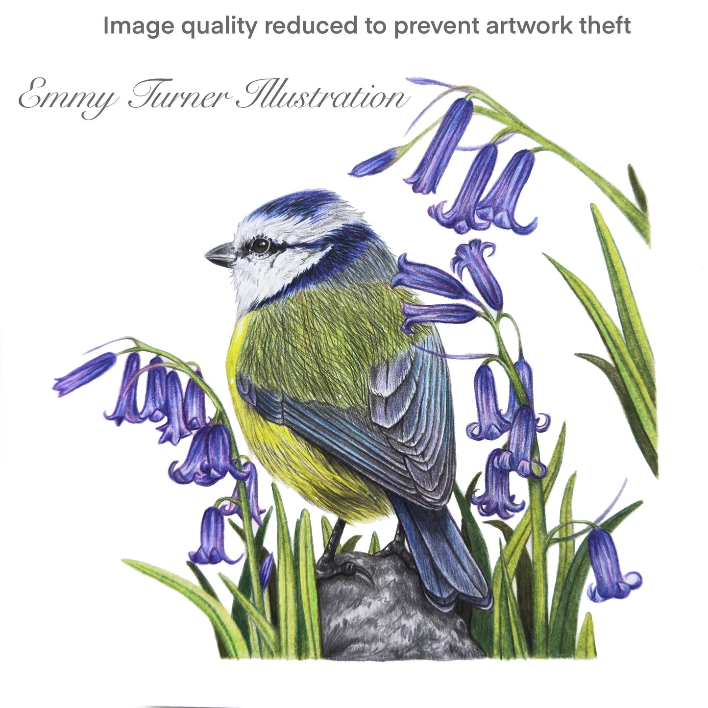 Bluebell Blue Tit Print