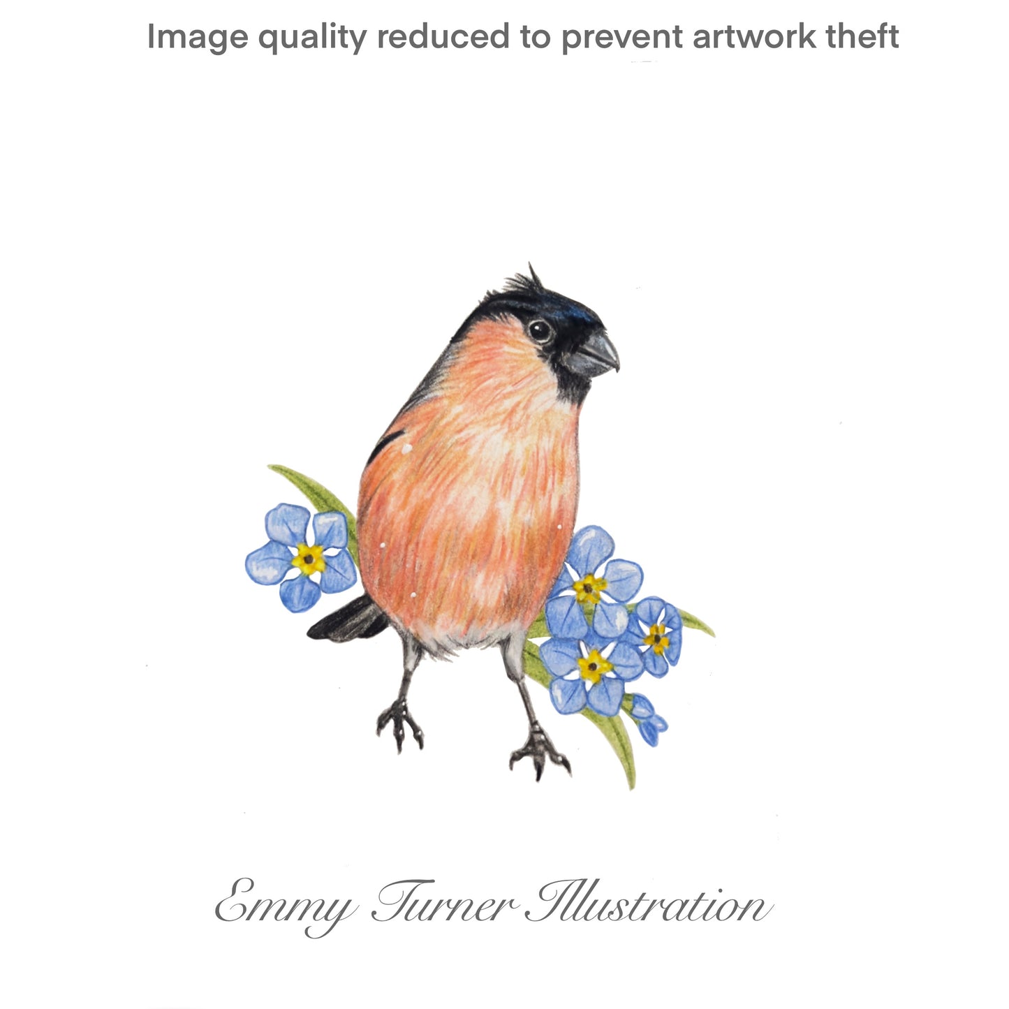 Forget-me-not Bullfinch Print